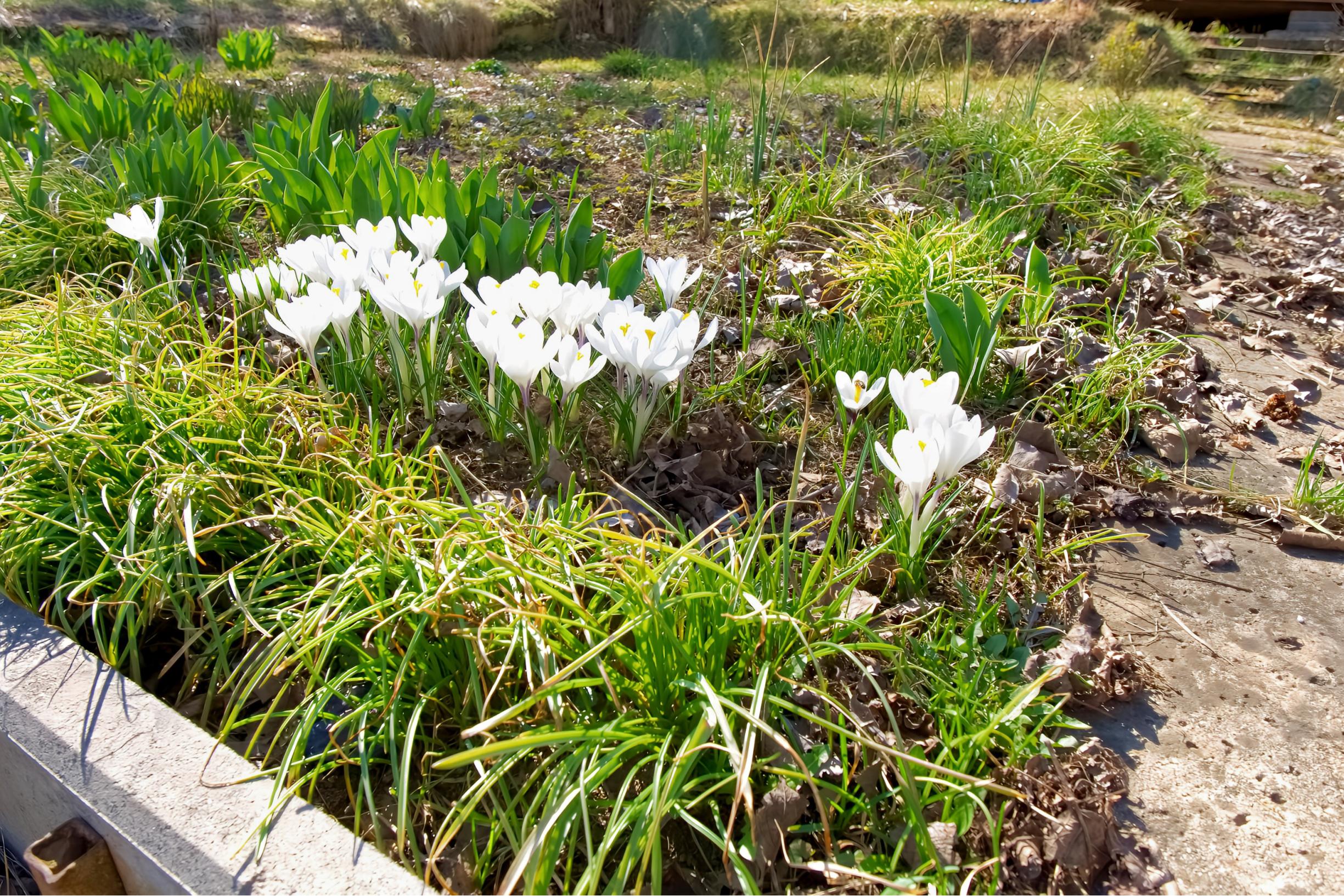 Záhrada s chatkou (363 m2) sídl. Mier Spišská Nová Ves