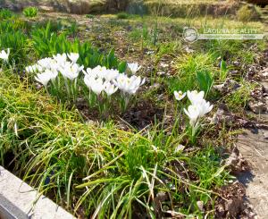 Záhrada s chatkou (363 m2) sídl. Mier Spišská Nová Ves