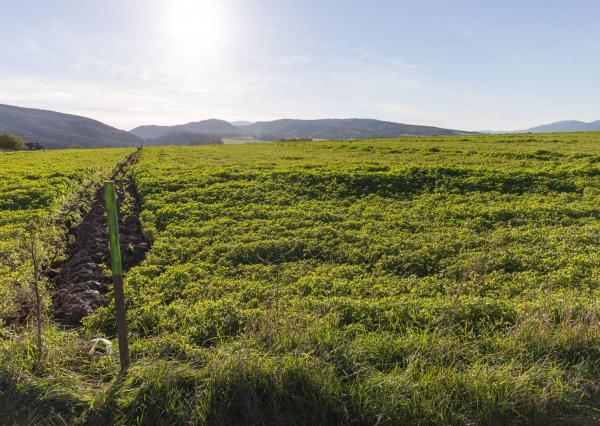 Investičný pozemok (2700 m2) Hrabušice