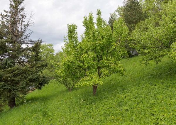 Rodinný dom s veľkým pozemkom (3038 m2) v Levoči