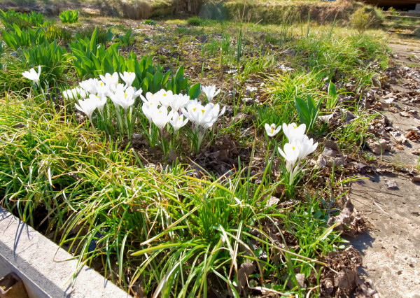 Záhrada s chatkou (363 m2) sídl. Mier Spišská Nová Ves