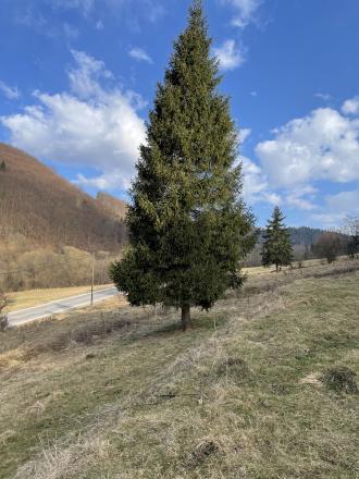 Pozemok (2538m2), Nálepkovo, okr. Gelnica - fotografia 12